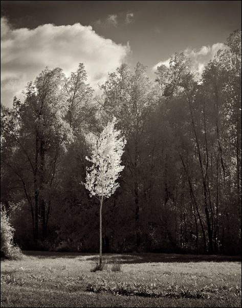 Sunlit Tree - Chelmer Canal.jpg - For Wingfield June 14